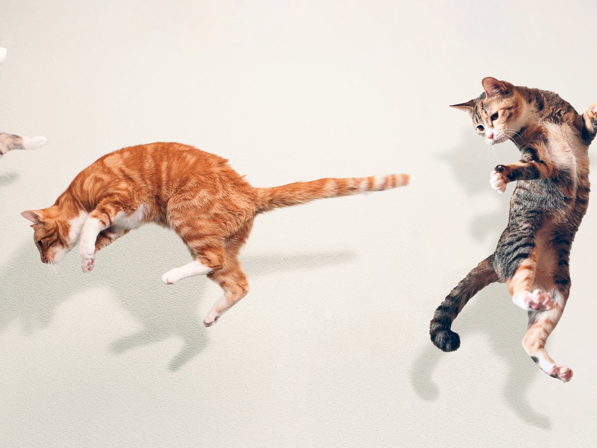 Survival of the Fittest Dog VS Cat Fight to the Death Dog Show TV