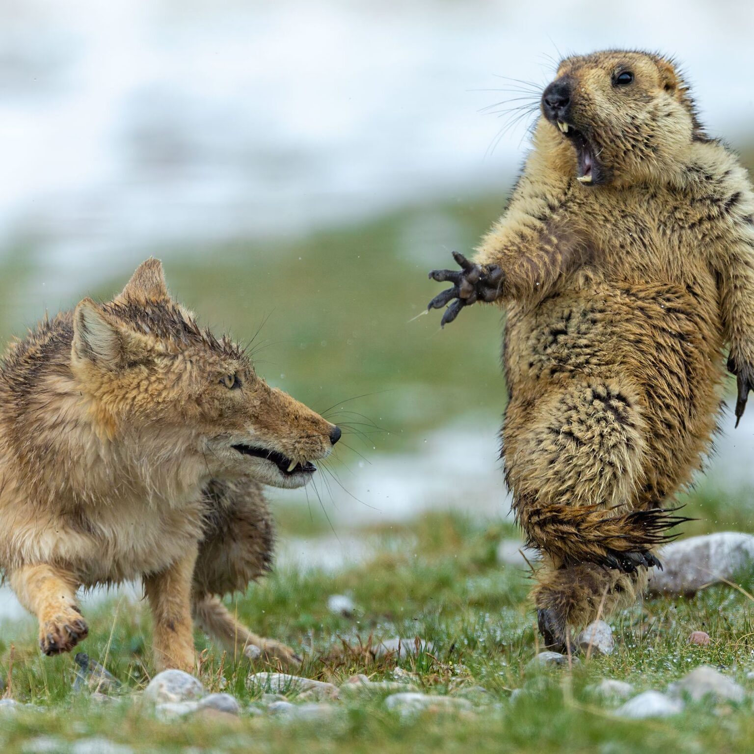 Groundhog Vs Prairie Dog: The Ultimate Battle for Survival - Dog Show TV