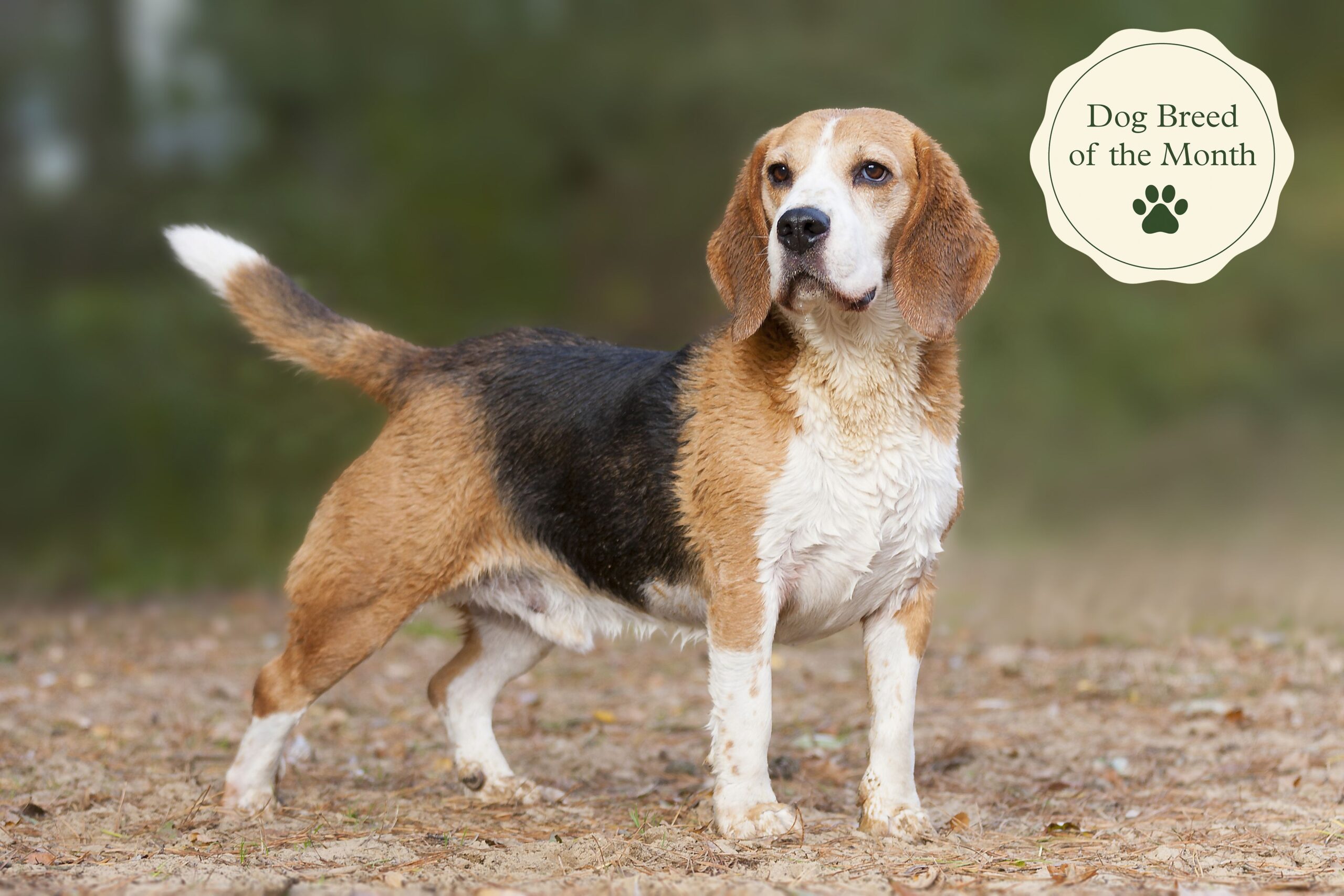 Hound Dog Vs Beagle Choosing the Ultimate Canine Companion