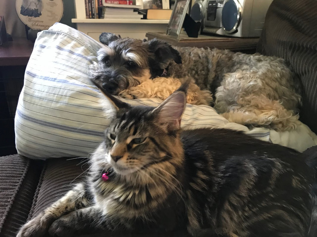 Maine Coon Vs Dog: The Ultimate Feline-Canine Battle