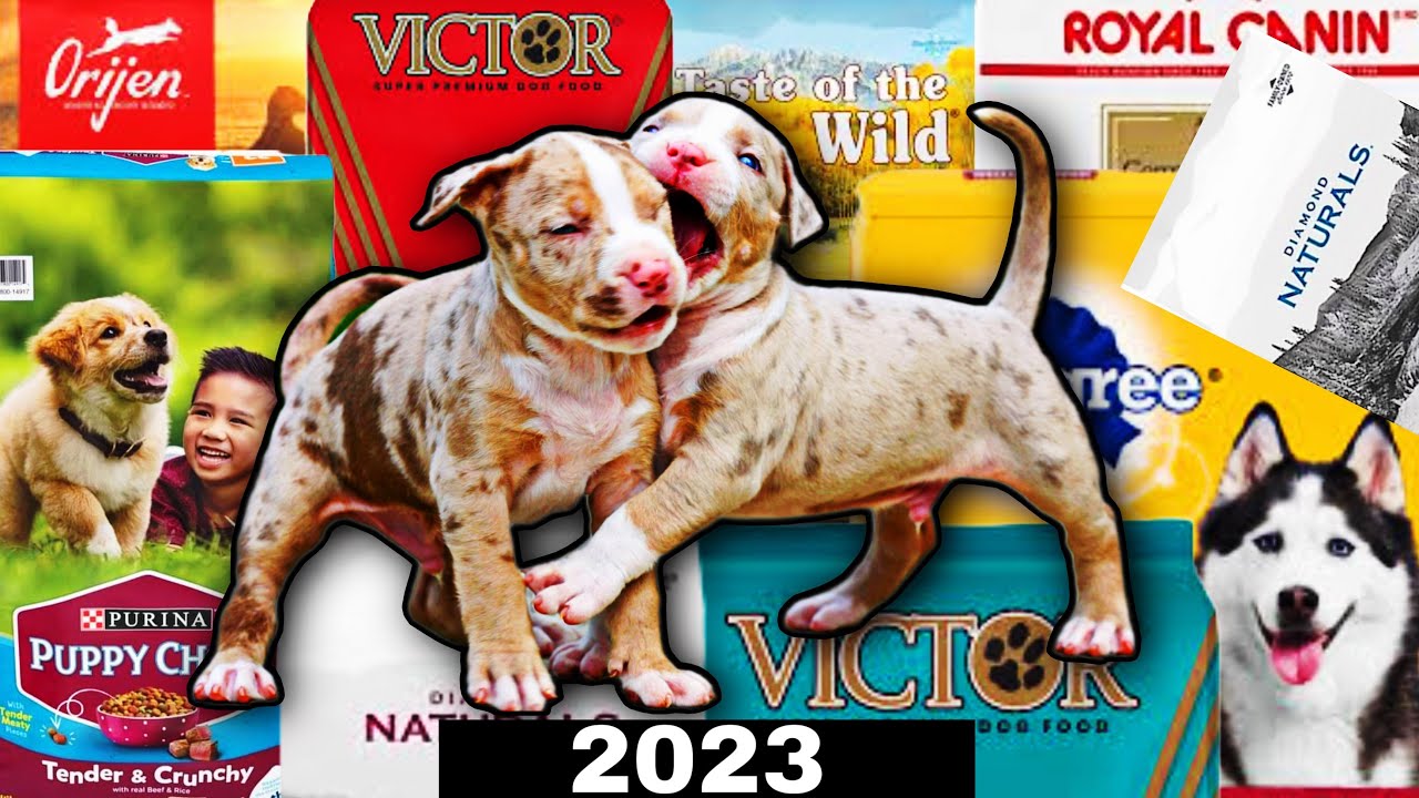 Purina Dog Chow Vs Pedigree Ultimate Dog Food Showdown Dog Show TV