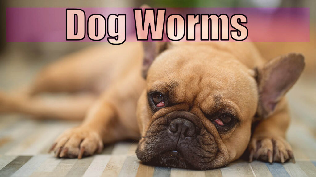 How Long Can A Dog Have Worms Before It Dies