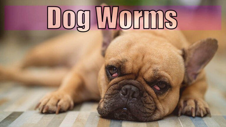 How Long Can A Dog Have Worms Before It Dies