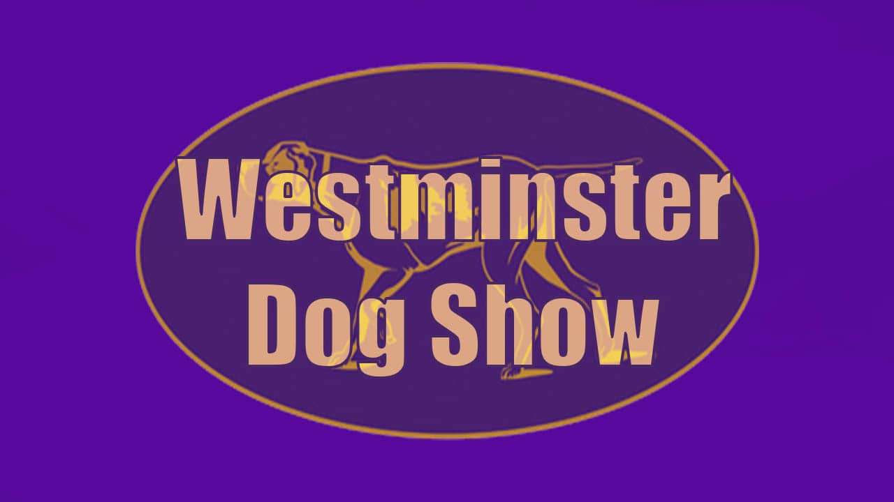 Westminster Dog Show Live Stream