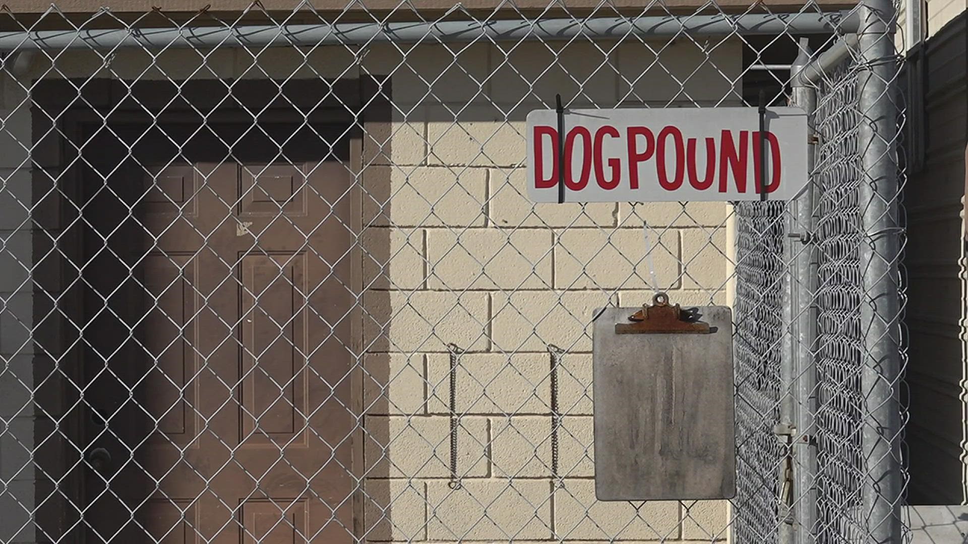 Foster Vs Adopt Dog: Which is the best choice for you? - Dog Show TV