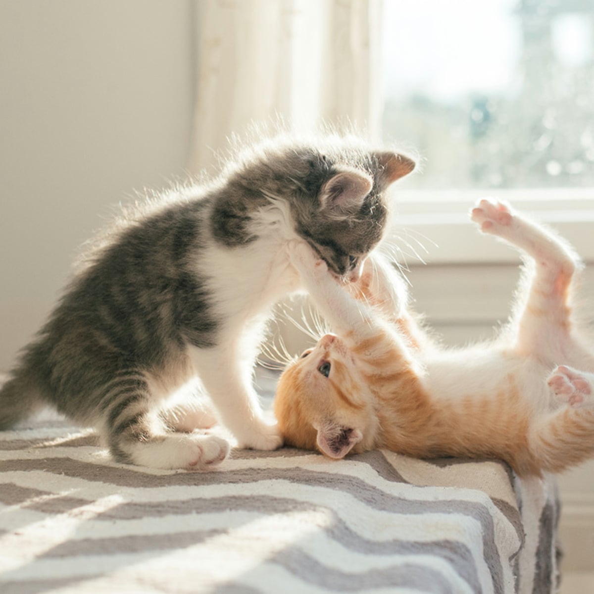 Cat Paws Vs Dog Paws Battle of the Cutest Claws