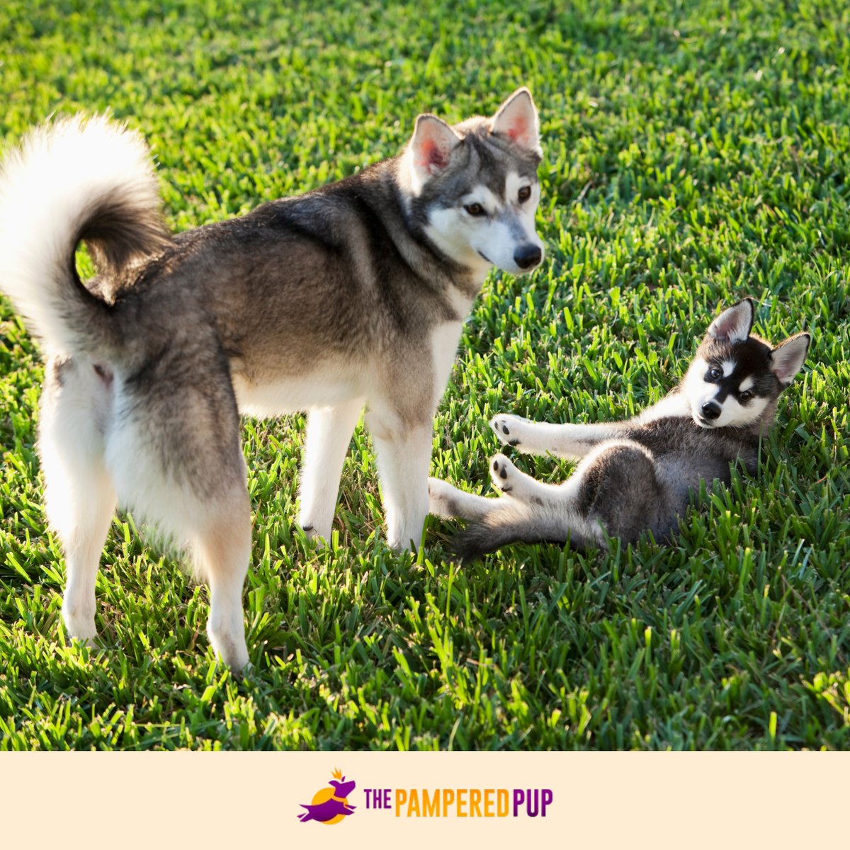 Northern Inuit Dog Vs Husky The Ultimate Showdown