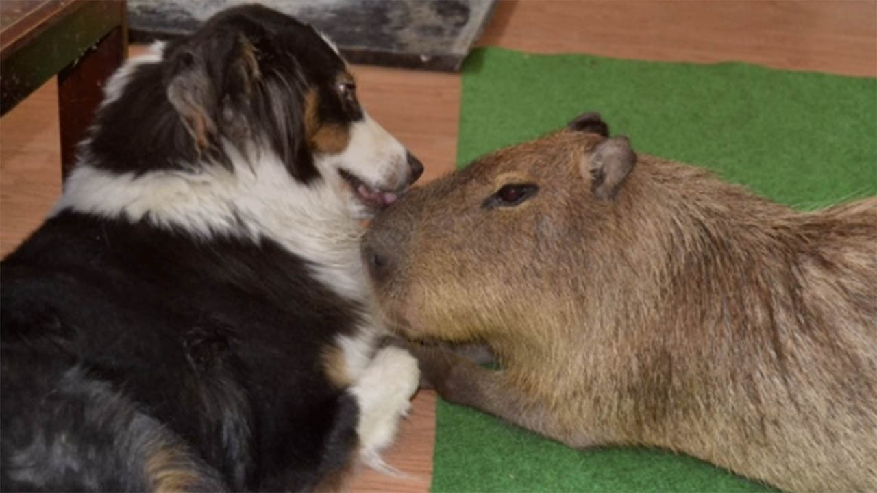 Capybara Vs Dog