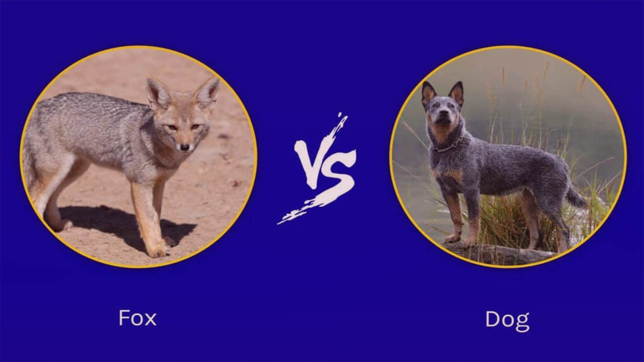 Fox vs Dog