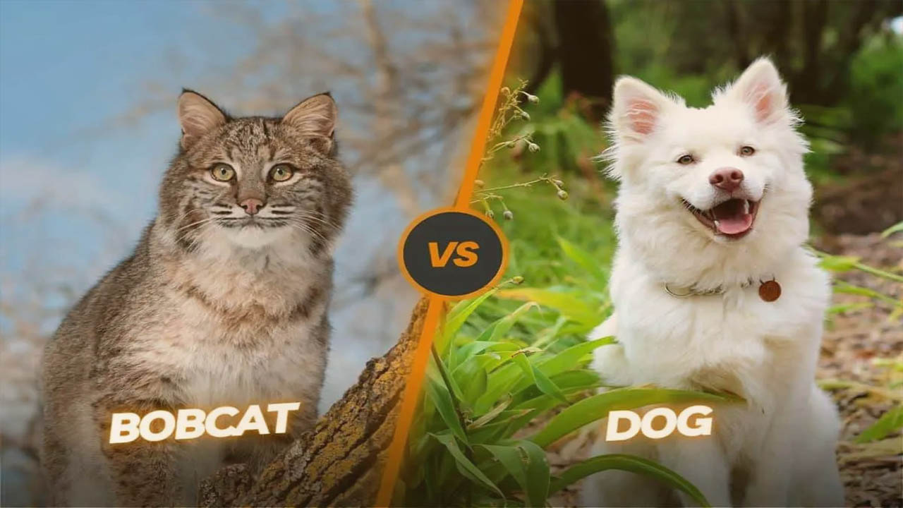 Bobcat Vs Dog Size