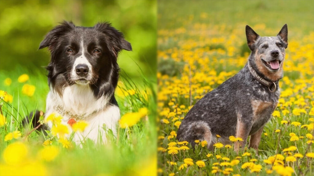 Border Collie Vs Australian Cattle Dog