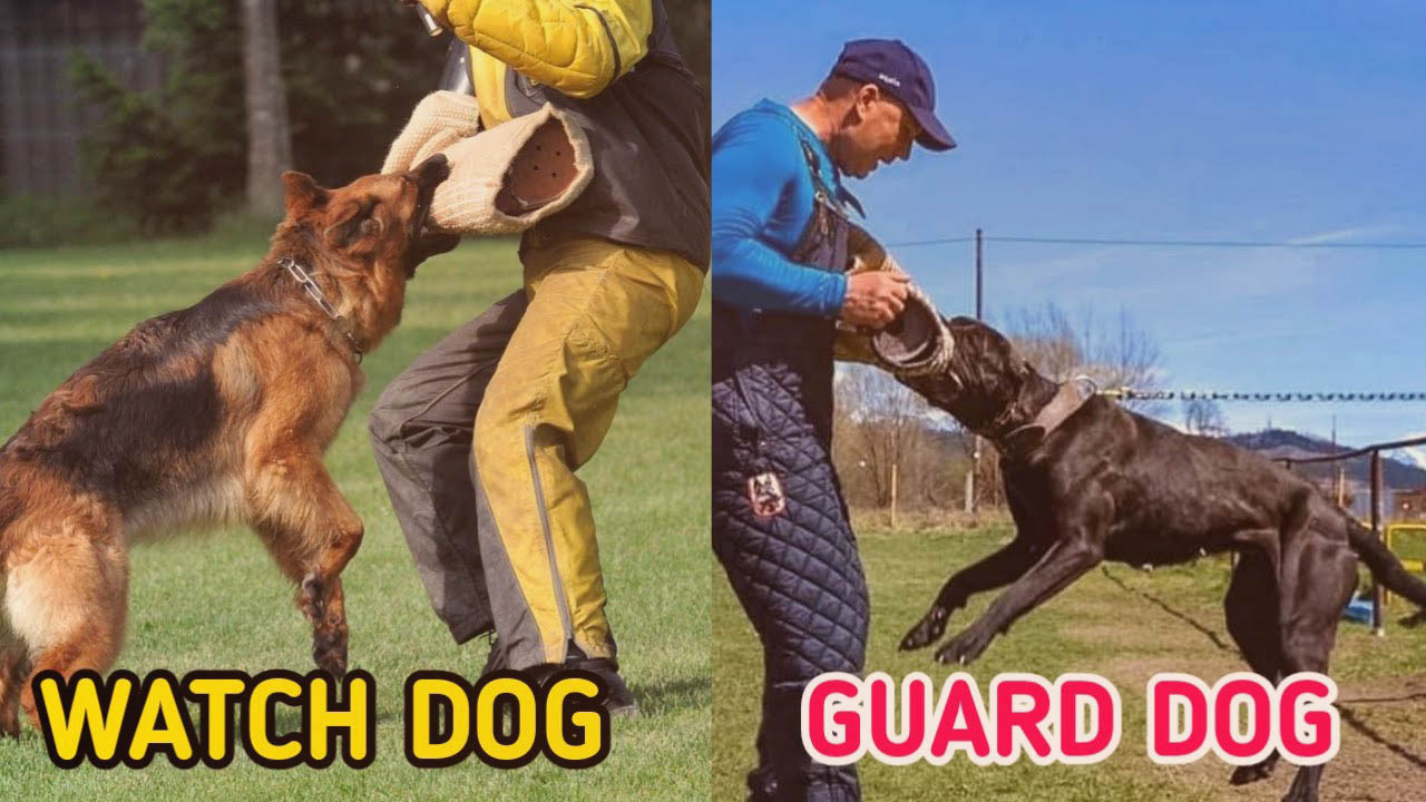 Watchdog vs Guard Dog