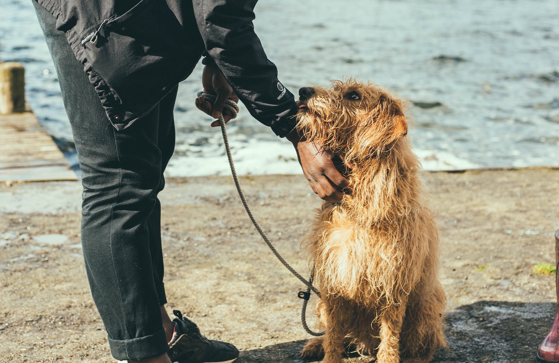 can-i-walk-my-dog-30-minutes-after-eating-optimal-timing-for-dog-exercise