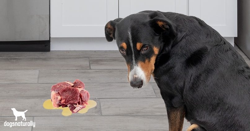 Dog Throwing Up Undigested Food 8 Hours After Eating