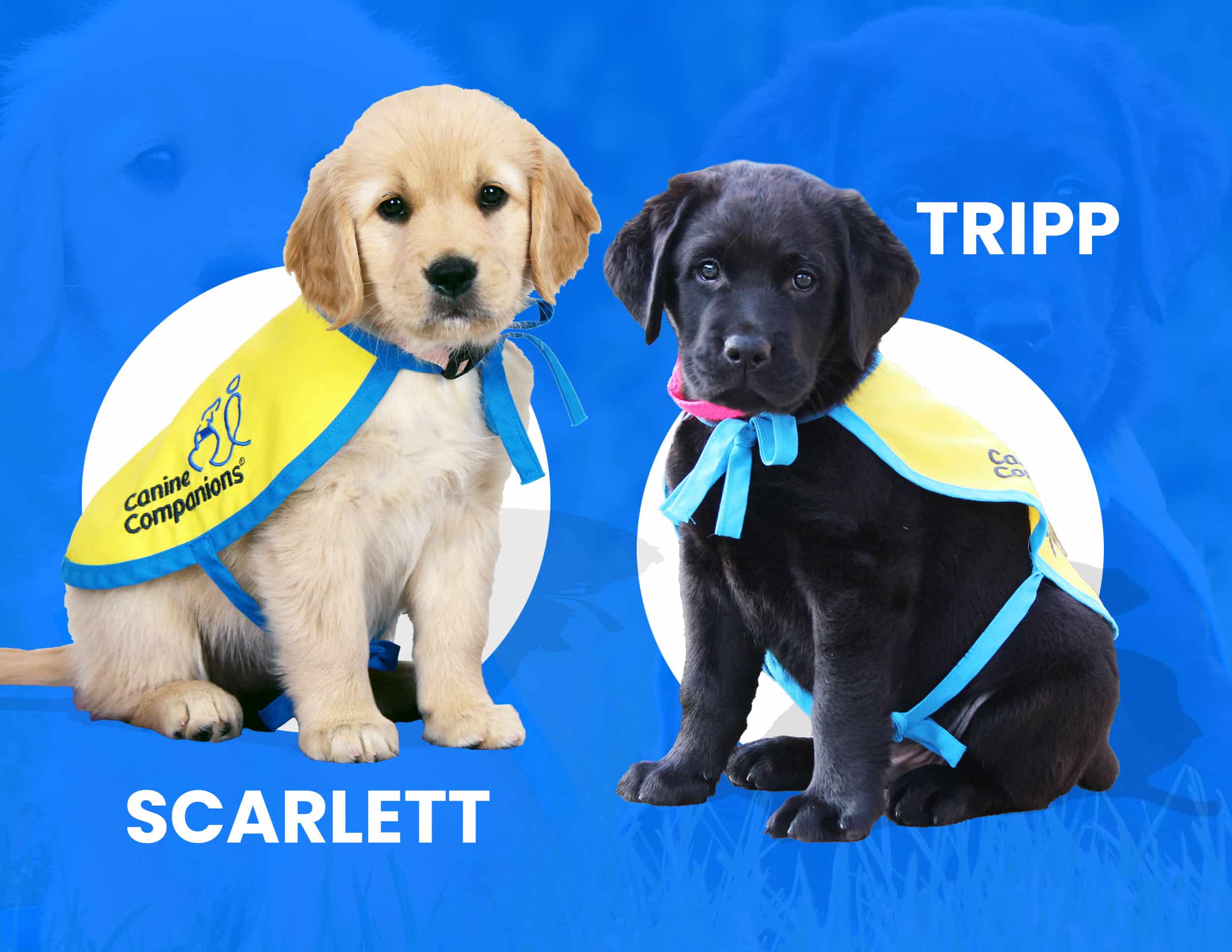 Erie Kennel Club Dog Show 2024 Unleashing The Champion Canines