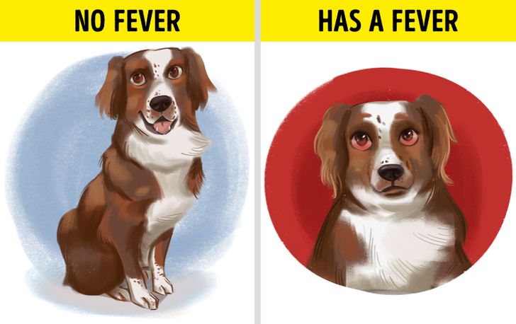 How Do I Know If My Dog Has a Fever