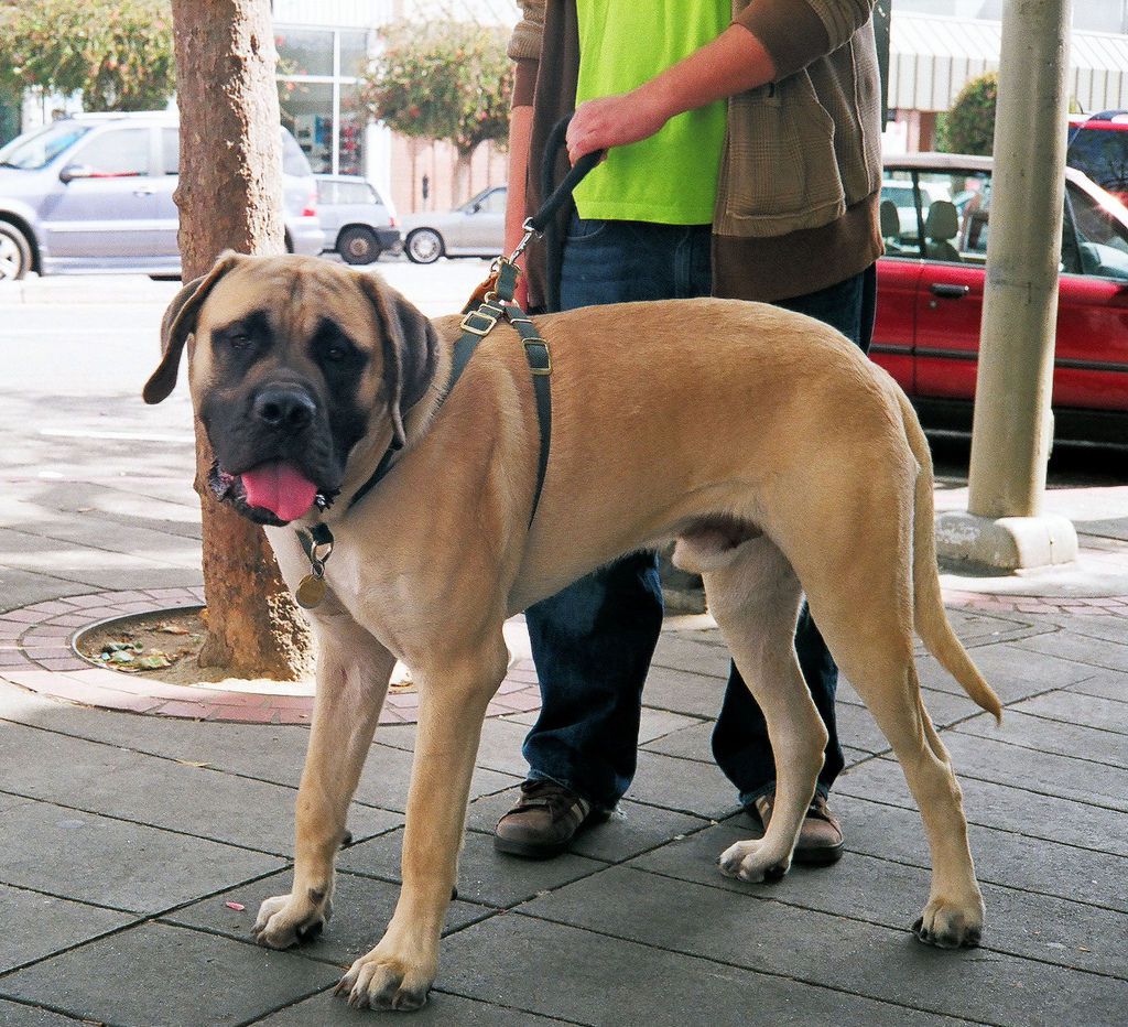 How Do You Put a Harness on a Dog