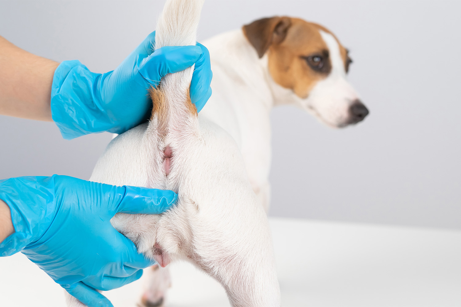 How Do You Squeeze A Dog s Anal Glands Expert Tips how-do-you-squeeze-a-dog-s-anal-glands-expert-tips