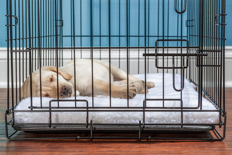 How Long Can a Dog Be in a Crate