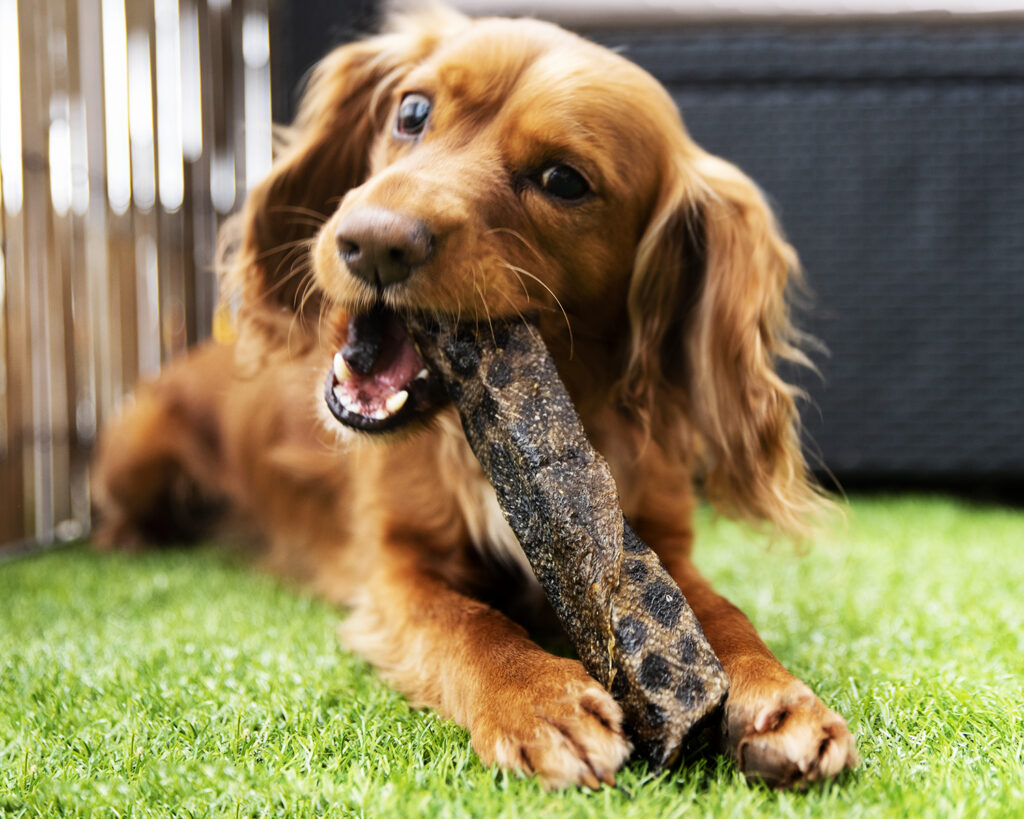 How Many Rawhides Can a Dog Have in a Week