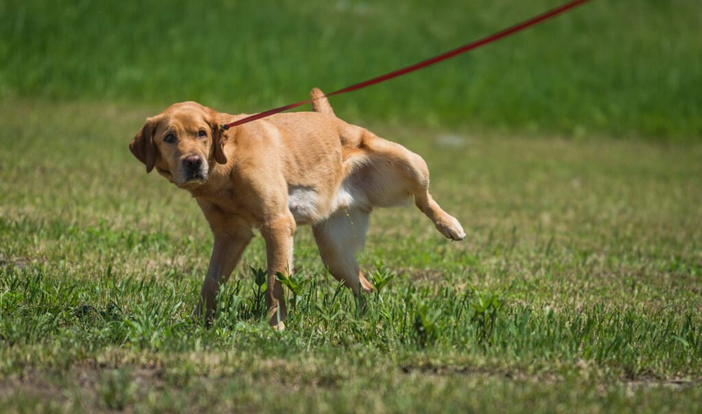 How to Get a Urine Sample from a Dog