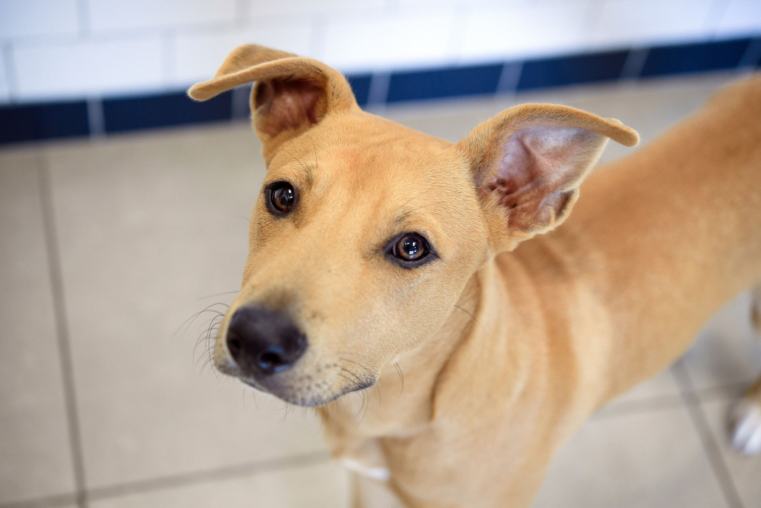 How to Get Rid of Fishy Smell from Dog Simple Solutions