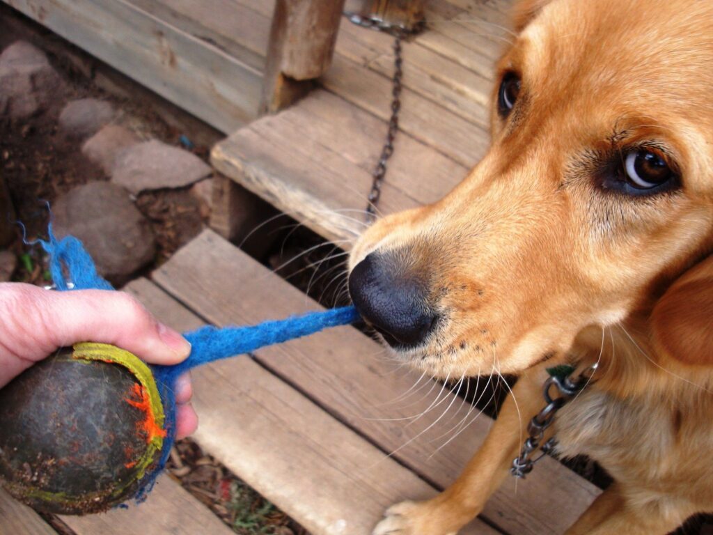 How to Make a Dog Throw Up After Eating Chocolate