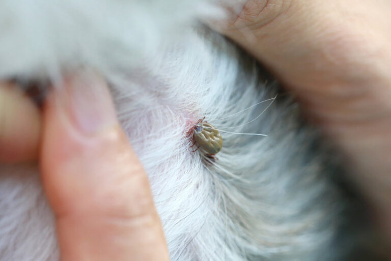How to Remove a Tick from a Dog With Vaseline
