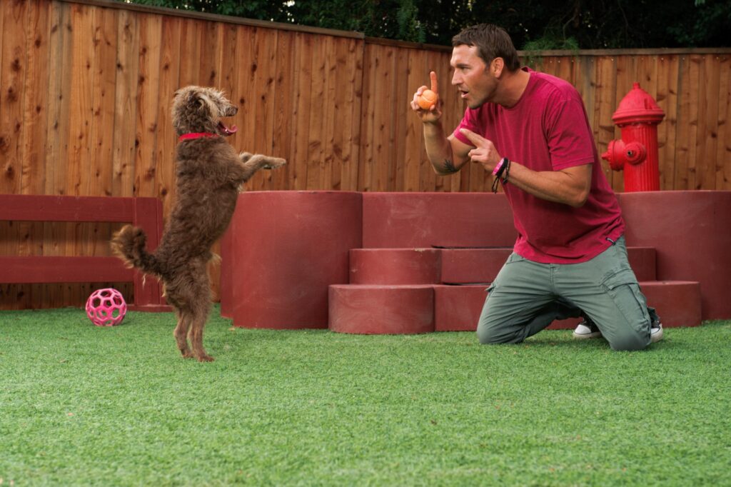 How to Stop a Dog from Marking in the House