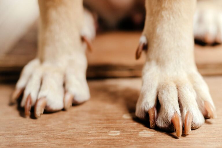 How to Stop a Dog'S Toenail from Bleeding