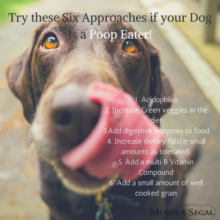 How to Stop Dog from Eating Poop Home Remedies