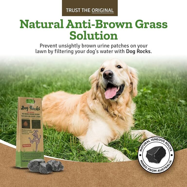 How to Stop Dog Urine from Killing Grass Naturally