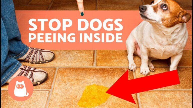 How to Stop Grown Dogs from Peeing in the House