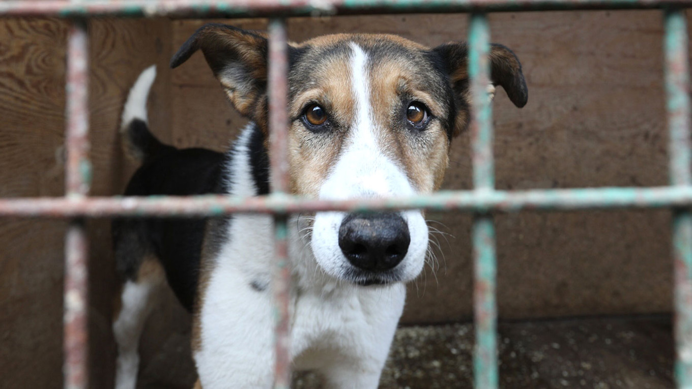 Is It Legal to Euthanize Your Dog at Home Understanding the Regulations