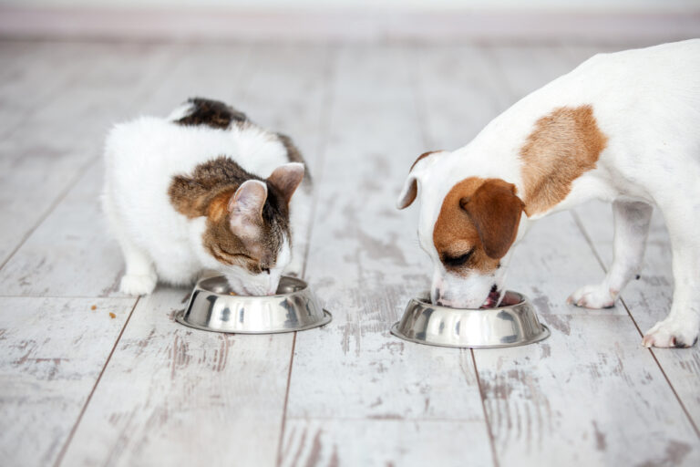Is It Ok for Dogs to Eat Cat Food