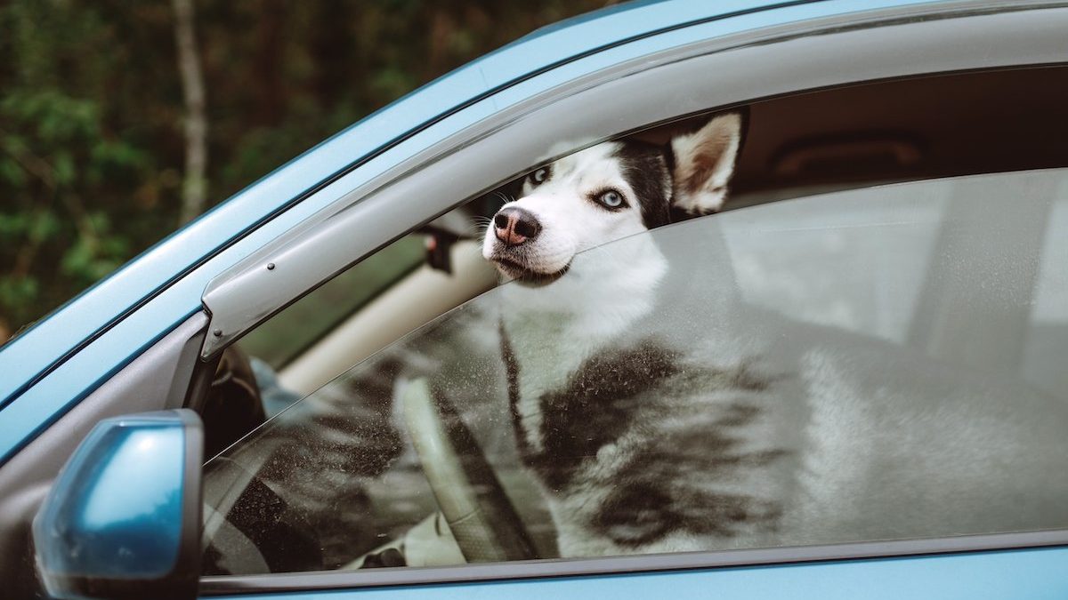 Its Okay to Leave a Dog in a Hot Car Understanding the Risks