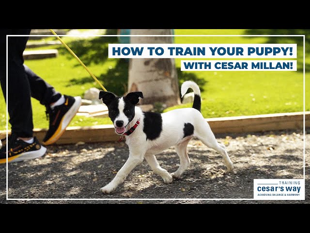 Letting Your Dog Sleep in Your Bed Cesar Millan