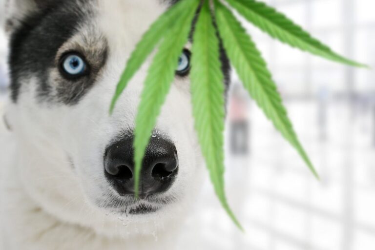 My Dog Ate Weed How Do I Sober Him Up