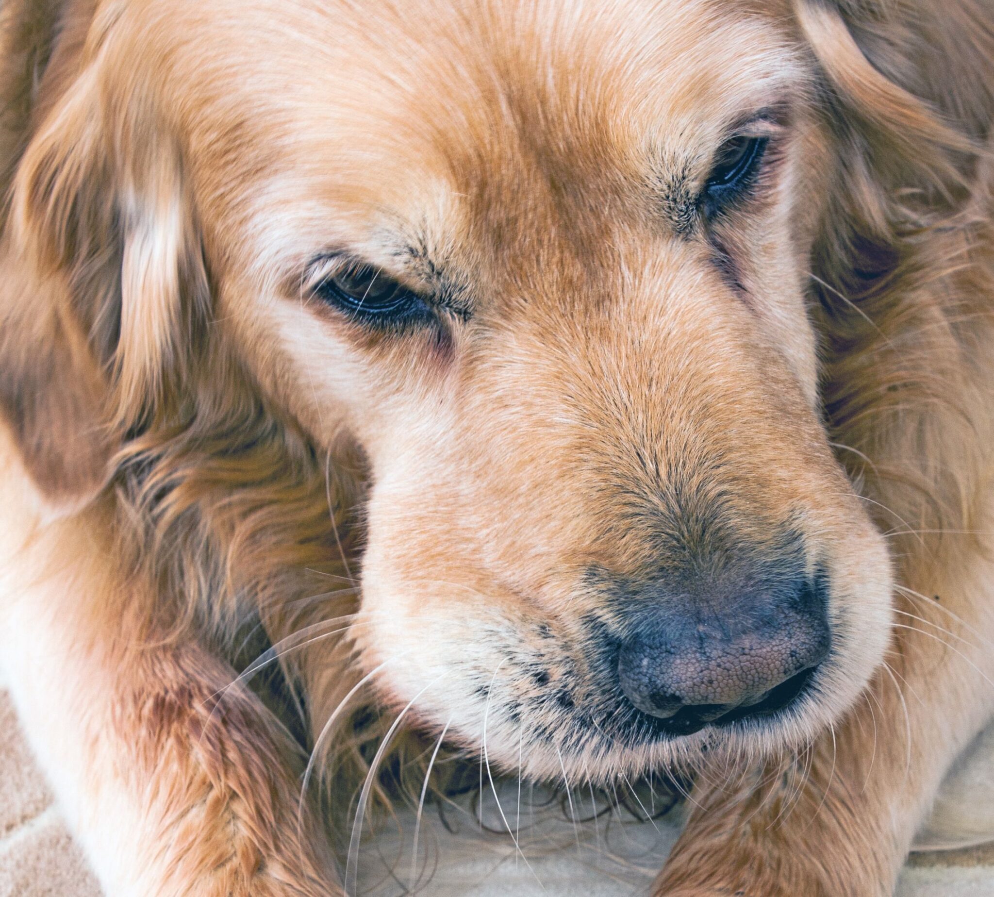 My Dog Has Bumps Under Her Fur How To Treat