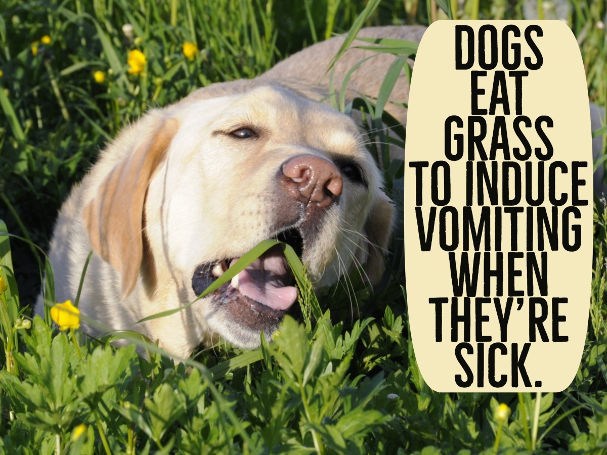 My Dog Keeps Licking His Lips And Swallowing at Night Solutions for Dog Lip Licking Dog Show TV