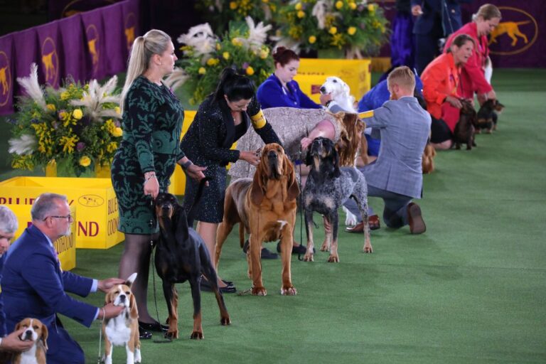 National Dog Show 2024 Winner Crowning Canine Excellence