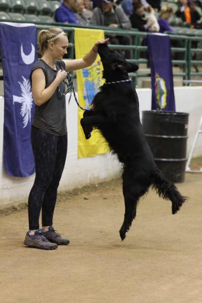 Novi Dog Show 2024 Unleashing Canine Excellence