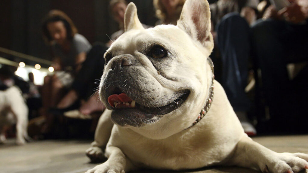 Only Frenchies Dog Show 2024