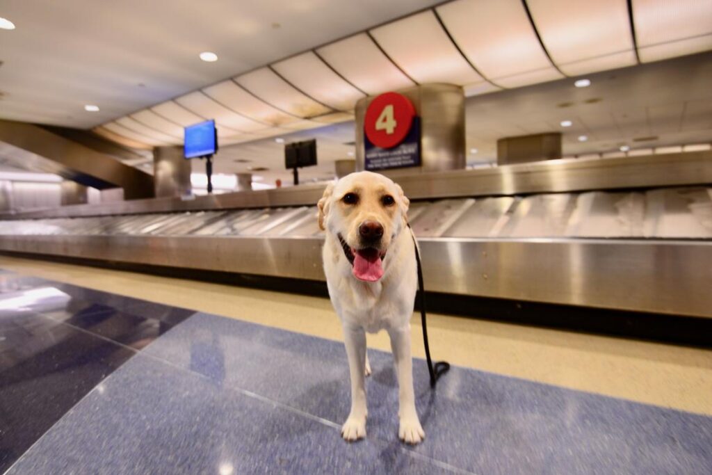 Sky Harbor Terminal 4 Boneyard Dog Relief Area Phoenix Az