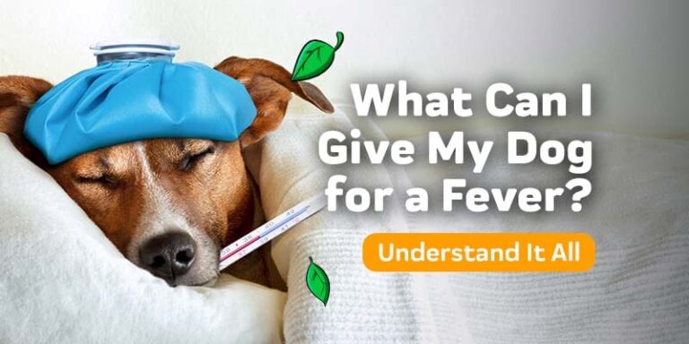 What Can You Give a Dog for a Fever