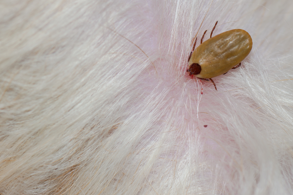 What Does a Tick Look Like on a Dog