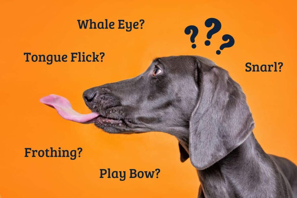 What Does It Mean When a Dog Licks Your Hand