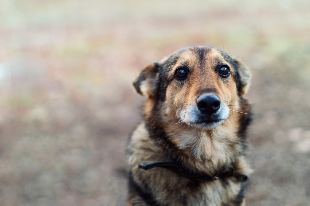 What Does It Mean When a Dog'S Ears are Back