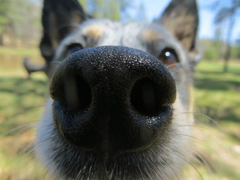 What Does It Mean When a Dog'S Nose is Dry
