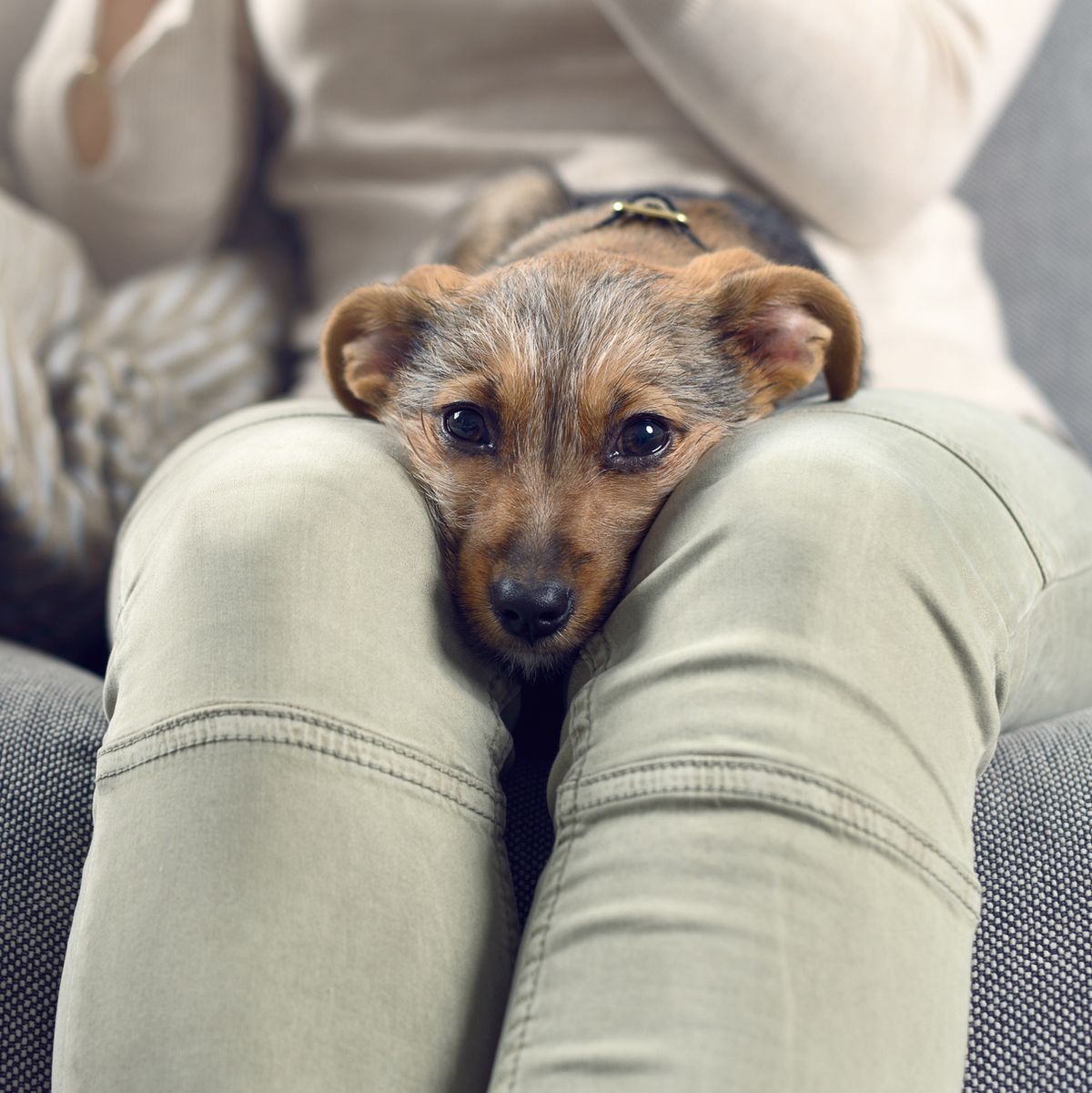 what-does-it-mean-when-your-dog-lays-on-you-understanding-canine-behavior